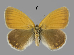 C. glycerion